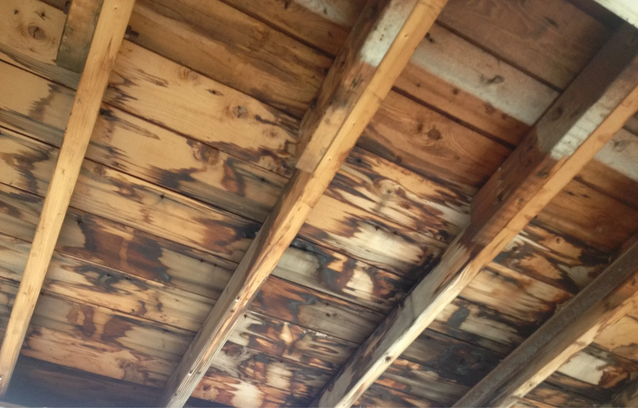 Attic with visible moisture and mold: the silent warning signs risking your warranty in Niagara Falls homes