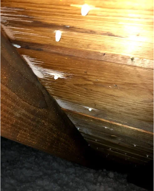 homeowner carefully checking attic insulation for moisture problems